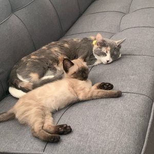 Meet your Posher, Big